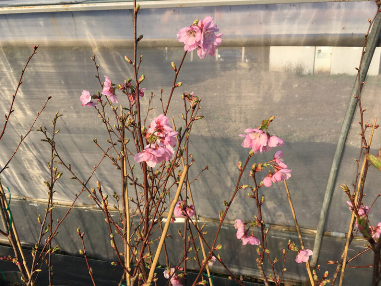 Primele flori de sakura la Cluj