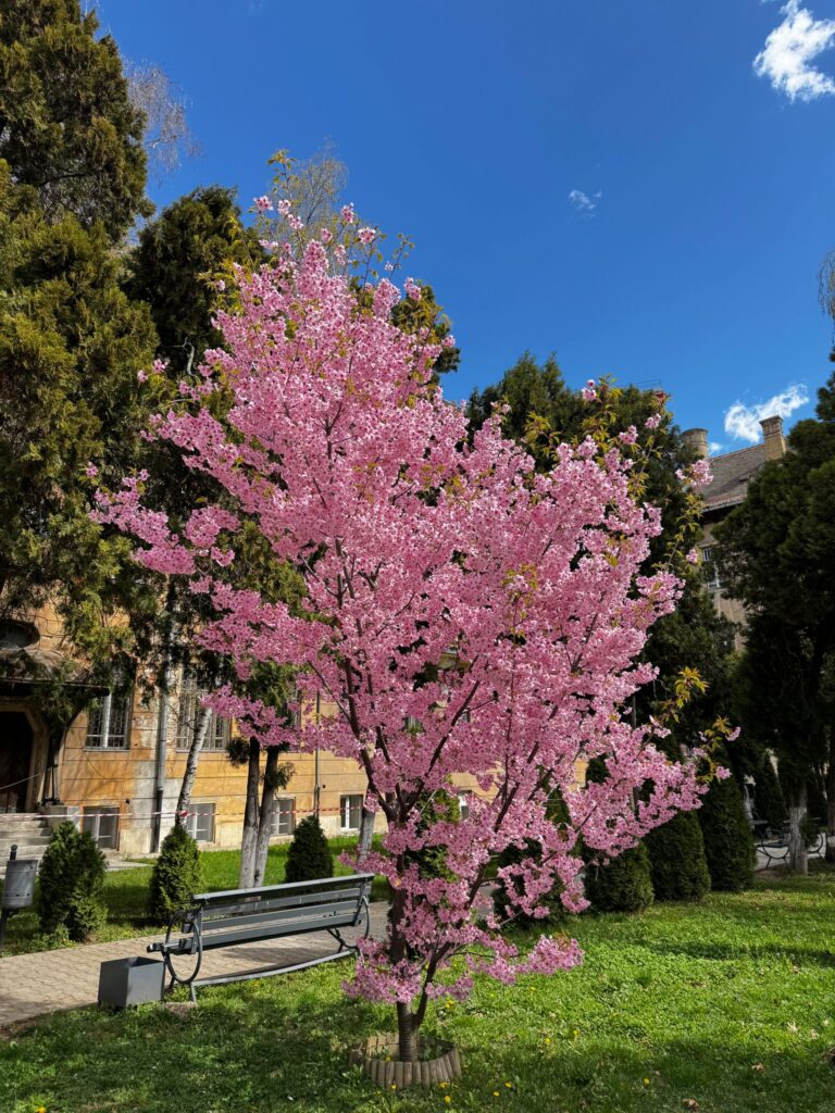 O nouă primăvară cu flori de sakura la Litere