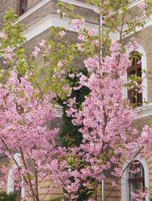 O nouă primăvară cu flori de sakura la Cluj-Napoca…